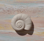 Snail Seashell Focal (Sea)